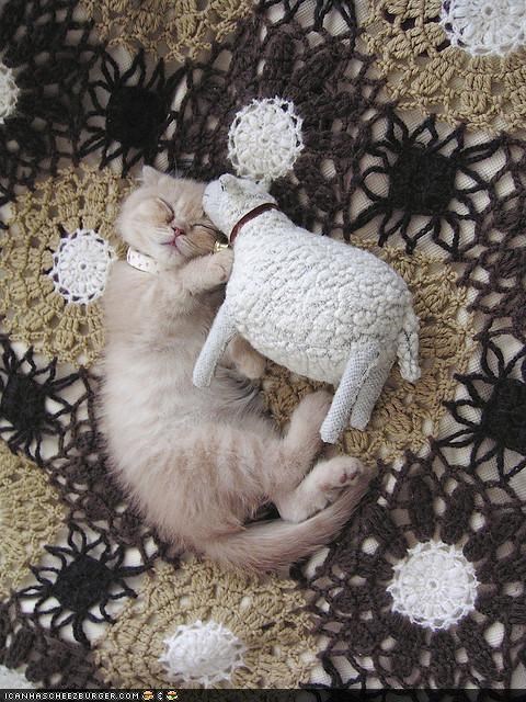 Cyoot Kitteh of teh Day: <strike>Sheep</strike> Sweet Dreemz