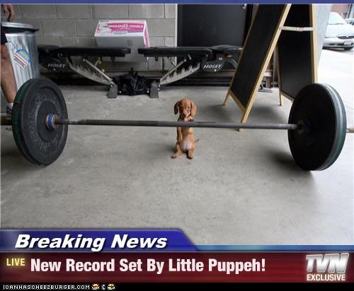 Breaking News - New Record Set By Little Puppeh!