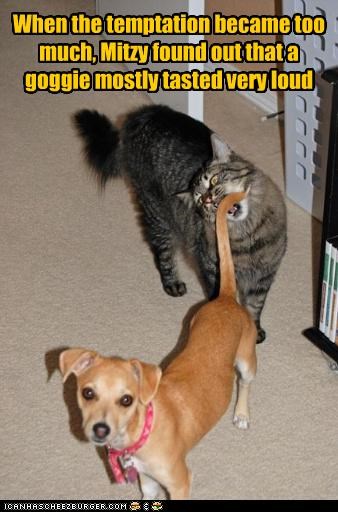 When the temptation became too much, Mitzy found out that a goggie mostly tasted very loud