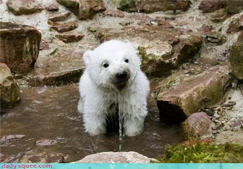 I Has a Wet