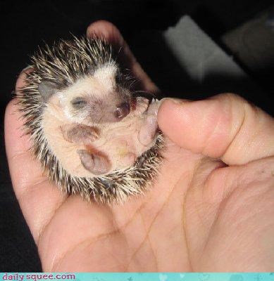 Acting Like Animals: Tiny Hedgehog  = Squeemageddon