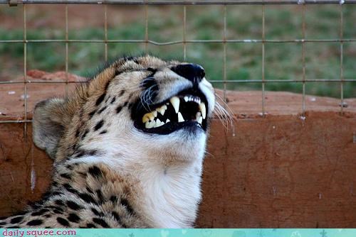 Acting Like Animals: THAT WAS SO FUNNY
