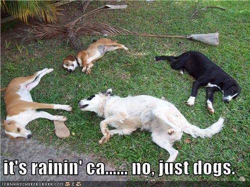 it's rainin' ca...... no, just dogs.