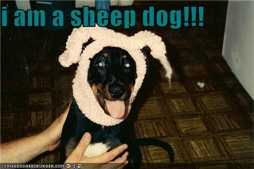 i am a sheep dog!!!
