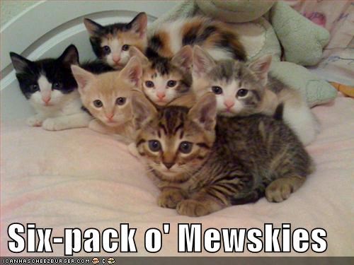 Six-pack o' Mewskies