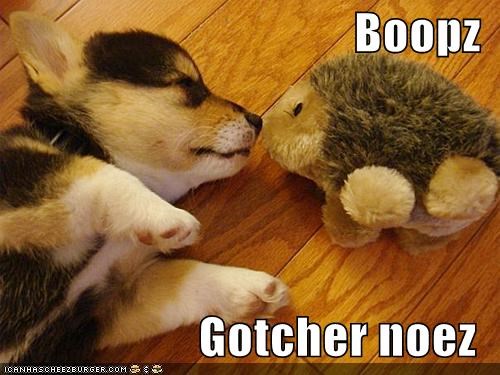 Boopz  Gotcher noez