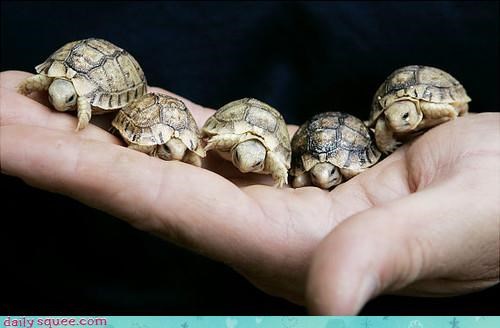 Daily Squee: Teeny Tiny Turtles 