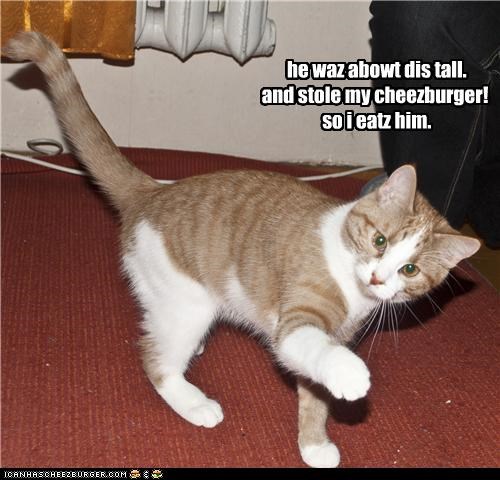 i stole a cheezburger
