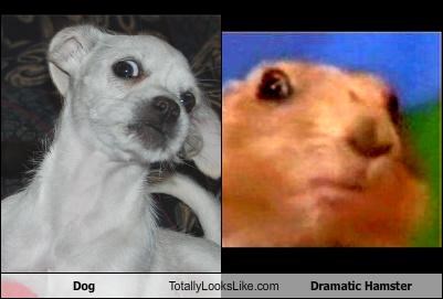 Dog Totally Looks Like Dramatic Hamster