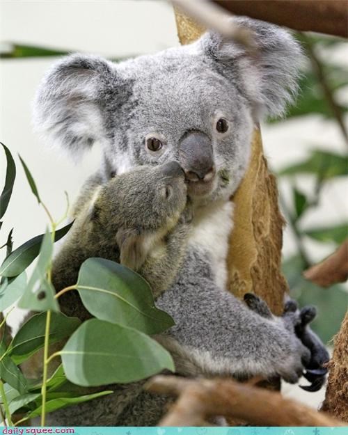 Daily Squee: Squee Spree - Baby Koala Loves Mama