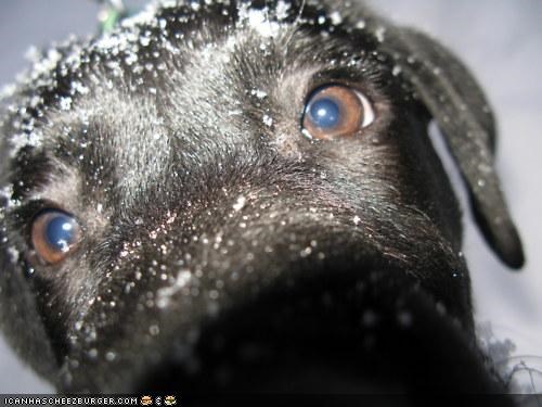 Cyoot Puppeh ob teh Day: Ohai! Hai! OHAI!