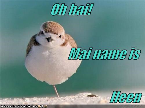 Oh hai! Mai name is Ileen