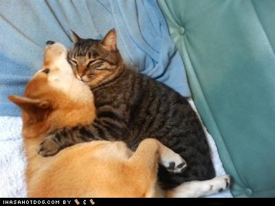 Kittehs R Owr Friends: Hugz r nice... but ur chokin meh...