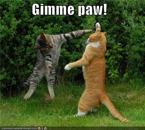 Gimme paw!