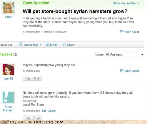 Hamsters