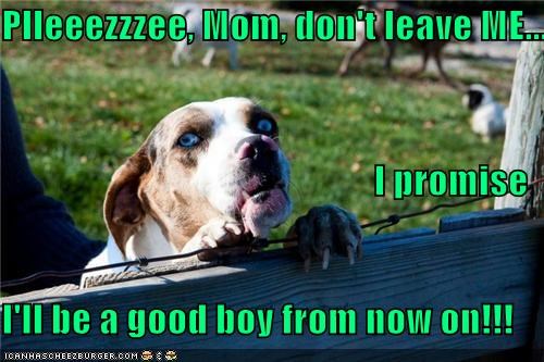 Plleeezzzee, Mom, don't leave ME... I promise I'll be a good boy from now on!!!