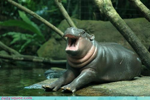 Acting Like Animals: Hello, World!