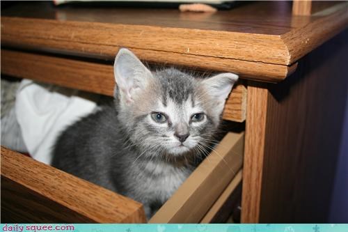 Teh drawer is confeh!