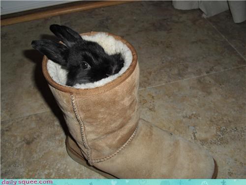 Bun in a Boot