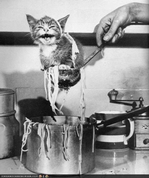 Cyoot Kitteh of teh Day: WURZ MAH MEET SAUSE?!