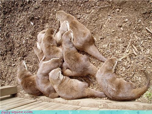 Daily Squee: Pile of Otters