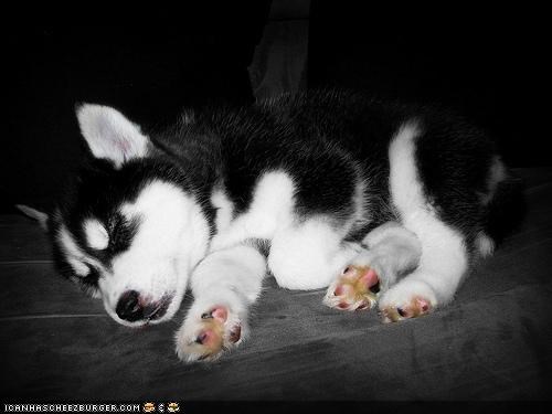 Cyoot Puppeh ob teh Day: Blak an wite an squee all ober