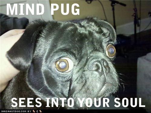 Mind Pug