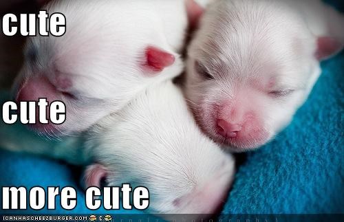 cute cute more cute