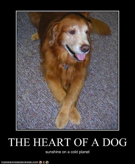 THE HEART OF A DOG