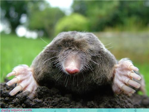 Blind as a Mole 