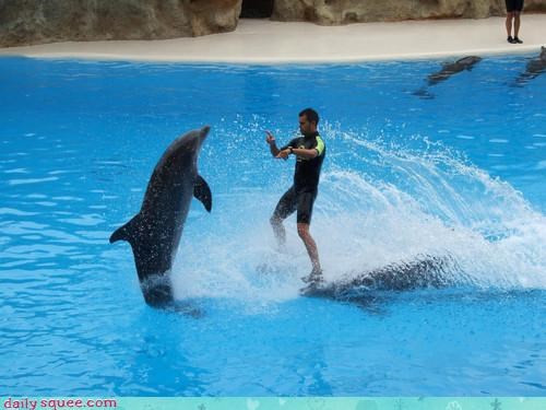 Acting Like Animals: Meanwhile, at the Dolphin Discotheque