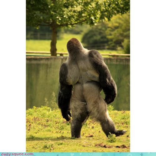 Acting Like Animals: Walk Like a... Gorilla?