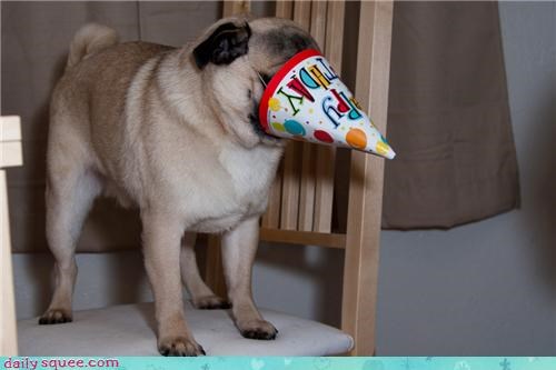 Reader Squees: A Pug's Birthday
