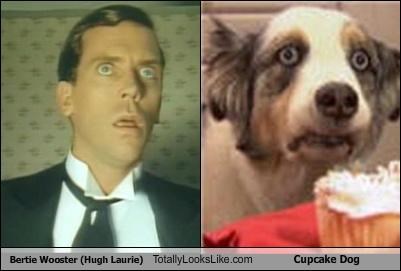 Bertie Wooster (Hugh Laurie) Totally Looks Like Cupcake Dog