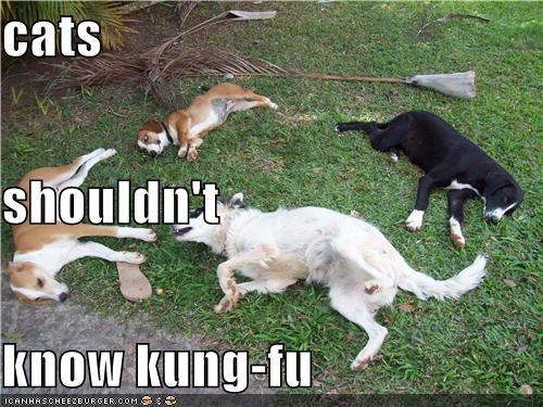 cats shouldn't know kung-fu