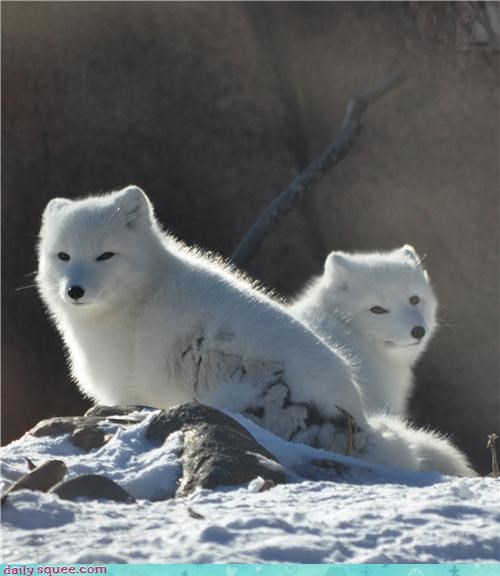 Arctic Foxes