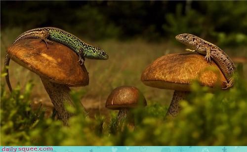Mushroom Meeting 