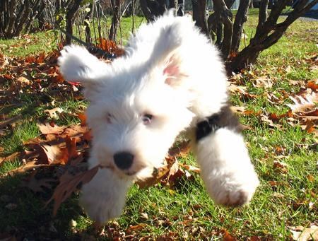 Itz a bird! Itz a playn! Itz Supergoggie!