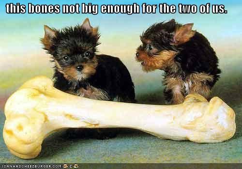 this bones not big enough for the two of us.