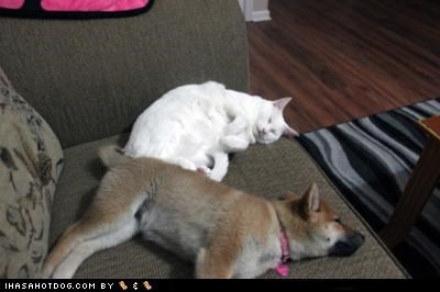 Kittehs R Owr Friends: Troo lub iz sharin teh couch