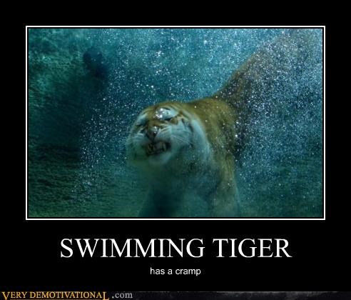 SWIMMING TIGER