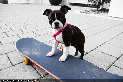 Cyoot Puppeh ob teh Day: Wanna go fer a ryde?