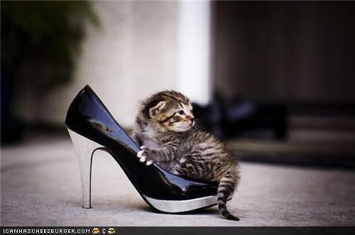 Cyoot Kitteh of teh Day: Fashionista Kitteh Needz Smallr Syz