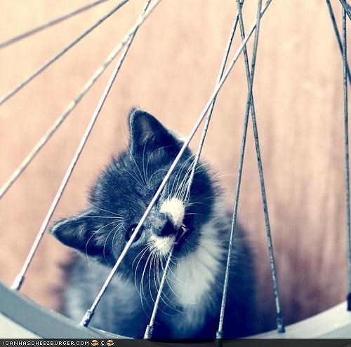 Cyoot Kitteh of teh Day: Dis Floss Hurtz Mah Teef...