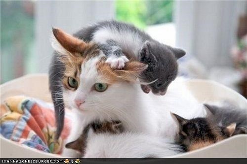 Cyoot Kittehs of teh Day: Aifink Momma Needz a Drink...