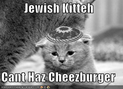 Jewish Kitteh  Cant Haz Cheezburger