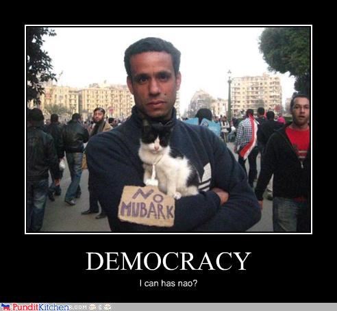 First Cheezburgers, Then Democracy?  Gosh, Kitteh, You Are Needy!