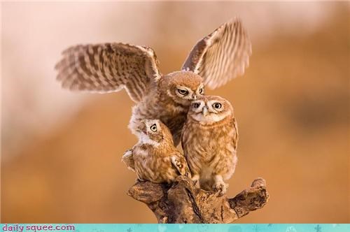 Three's a crowd of squee