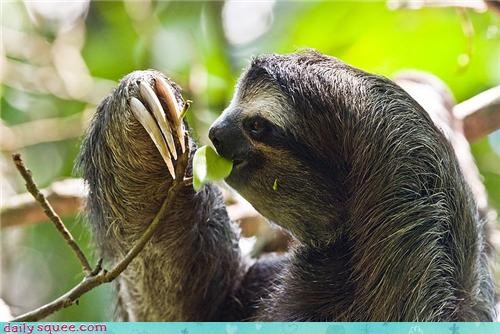 OM NOM NOM LEAF!