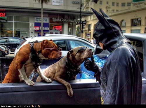 Even Batman Has a Soft Spot for Goggies